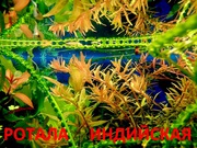 Ротала  и др. растения - НАБОРЫ растений для запуска