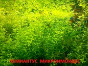 Хемиантус  микроимоидес  и др. растения - НАБОРЫ растений для запуска-