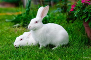 Кролики пароды Паннон