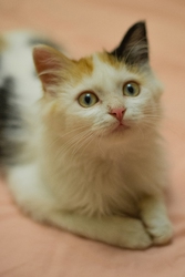 Комочек счастья- котенок Мика в дар