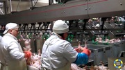Работник производственной линии птицефабрики в Польше