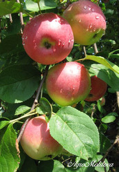 Предлагаем яблоко летних и зимних сортов