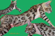 Bengal cat LynxLand Laura - Top quality typey girl for show,   breeding