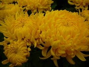 Хризантема- горшечная,  крупноцветковая - оптом от производителя